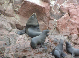 PARACAS: NATIONAL RESERVE / BALLESTAS ISLAND