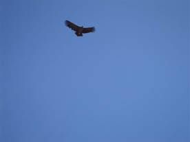 COLCA CANYON: CONDOR CROSS